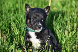 Mutt Dogs for adoption in Ferndale, WA, USA