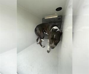 Mutt Dogs for adoption in Houston, TX, USA