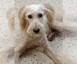 Poodle (Miniature)-Unknown Mix Dogs for adoption in York, SC, USA