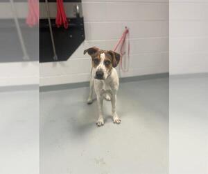 Beagle-Unknown Mix Dogs for adoption in St. Cloud, FL, USA