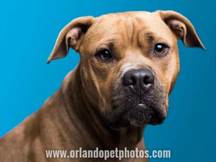 Medium Photo #10 American Staffordshire Terrier Puppy For Sale in Sanford, FL, USA