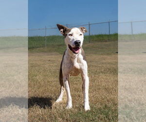 Mutt Dogs for adoption in Abbeville, LA, USA