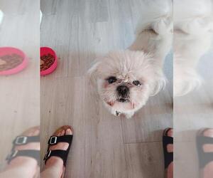 Shih Tzu-Unknown Mix Dogs for adoption in San Antonio, TX, USA