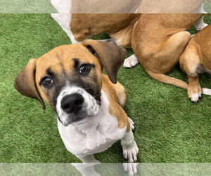 Labrador Retriever-Unknown Mix Dogs for adoption in Sanford, FL, USA
