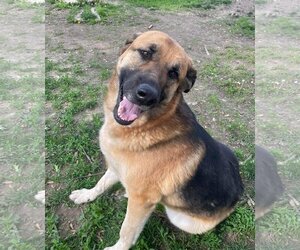 Medium Photo #1 Great Pyrenees-Unknown Mix Puppy For Sale in Columbus, IN, USA