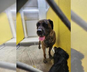 Mastiff Dogs for adoption in Temple, TX, USA