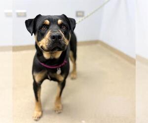 Rottweiler-Unknown Mix Dogs for adoption in Aurora, CO, USA