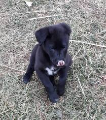 Sheprador Dogs for adoption in Portage, IN, USA