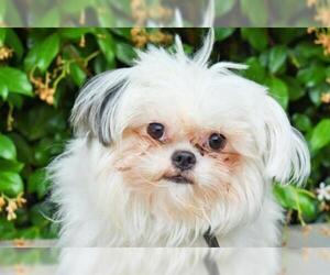 Maltese Dogs for adoption in Santa Rosa, CA, USA