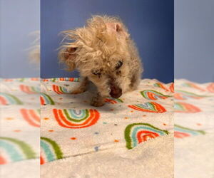Poodle (Miniature) Dogs for adoption in San Bernardino, CA, USA