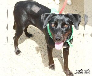 Labrador Retriever-Retriever  Mix Dogs for adoption in Washington, DC, USA