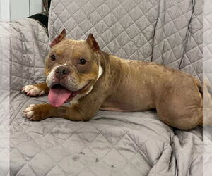 Bulldog Dogs for adoption in Muskegon, MI, USA