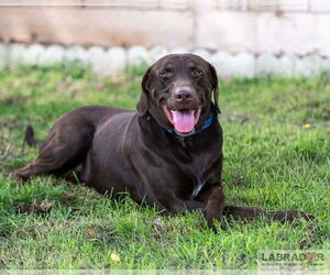 Labrador Retriever Dogs for adoption in Clovis, CA, USA