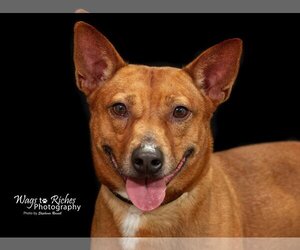 Chihuahua-Unknown Mix Dogs for adoption in Anniston, AL, USA