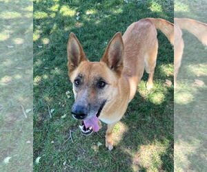 Mutt Dogs for adoption in Davis, CA, USA