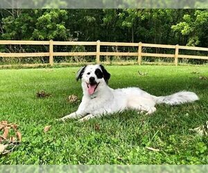 Great Pyrenees-Unknown Mix Dogs for adoption in Baltimore, MD, USA