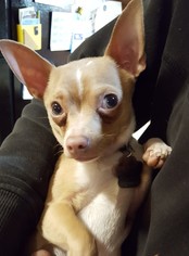 Medium Photo #1 Chihuahua Puppy For Sale in St. Bonifacius, MN, USA