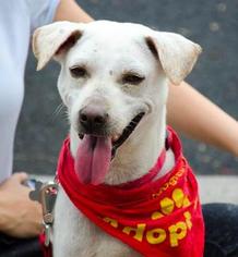 Thai Ridgeback Dogs for adoption in Washington, DC, USA