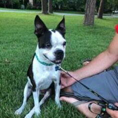 Boston Terrier Dogs for adoption in Snow Camp, NC, USA