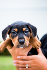 Medium Photo #1 Shepweiller Puppy For Sale in El Cajon, CA, USA