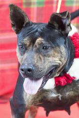 Rottweiler-American Pit Bull Terrier Dogs for adoption in Johnson City, TN, USA