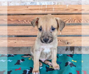 Chiweenie Dogs for adoption in Chico, CA, USA