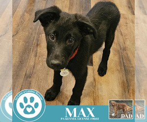 Golden Shepherd Dogs for adoption in Kimberton, PA, USA