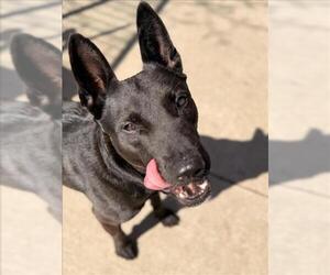 German Shepherd Dog-Unknown Mix Dogs for adoption in Tulsa, OK, USA
