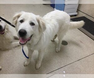 Great Pyrenees Dogs for adoption in Riverside, CA, USA