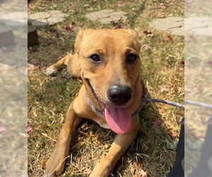 American Pit Bull Terrier-Unknown Mix Dogs for adoption in Tulsa, OK, USA