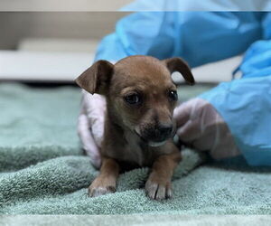 Chihuahua-Unknown Mix Dogs for adoption in Raleigh, NC, USA