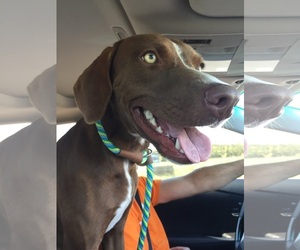 German Shorthaired Pointer-Vizsla Mix Dogs for adoption in Rosenberg, TX, USA