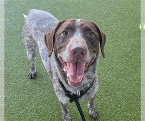 German Shorthaired Pointer Dogs for adoption in Waco, TX, USA