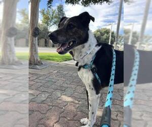 Sheprador Dogs for adoption in Rancho Cucamonga, CA, USA