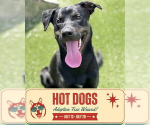 Labrador Retriever-Unknown Mix Dogs for adoption in Toronto, Ontario, Canada