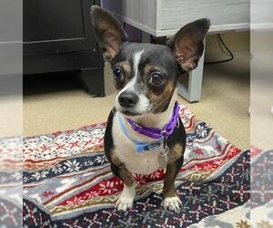 Chihuahua Dogs for adoption in Aurora, CO, USA