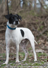 Rat Terrier Dogs for adoption in Flora, IL, USA