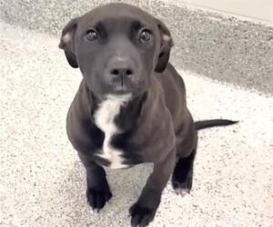 Labrador Retriever Dogs for adoption in Houston, TX, USA