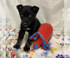 Mutt Dogs for adoption in Modesto, CA, USA