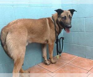 Mutt Dogs for adoption in Downey, CA, USA