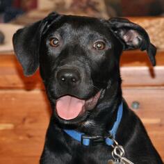 Medium Photo #1 Labrador Retriever-Unknown Mix Puppy For Sale in Arlington, VA, USA