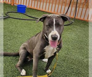 American Pit Bull Terrier-Unknown Mix Dogs for adoption in Las Vegas, NV, USA