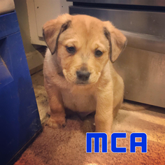 Medium Photo #1 Labrador Retriever-Unknown Mix Puppy For Sale in Akron, OH, USA