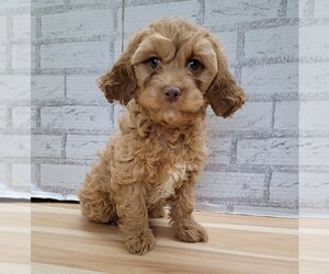 Cockapoo Dogs for adoption in Lakewood, CO, USA