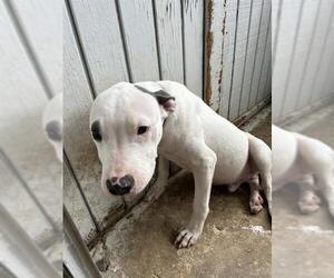 American Pit Bull Terrier-Unknown Mix Dogs for adoption in Oklahoma City, OK, USA