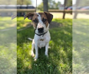 Mutt Dogs for adoption in Gibbstown, NJ, USA