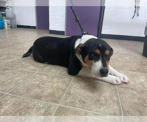 Mutt Dogs for adoption in Raleigh, NC, USA
