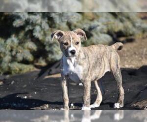 Mutt Dogs for adoption in Wichita, KS, USA