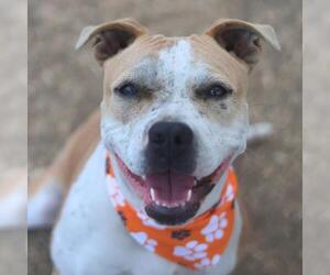 American Staffordshire Terrier-Unknown Mix Dogs for adoption in San Antonio, TX, USA