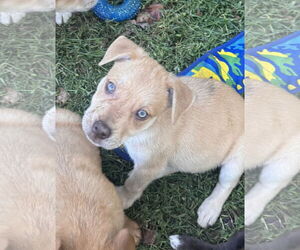 Chocolate Labrador retriever-Unknown Mix Dogs for adoption in Pottstown, PA, USA